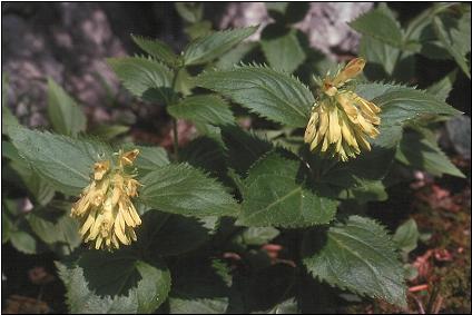 Paederota lutea / Veronica gialla